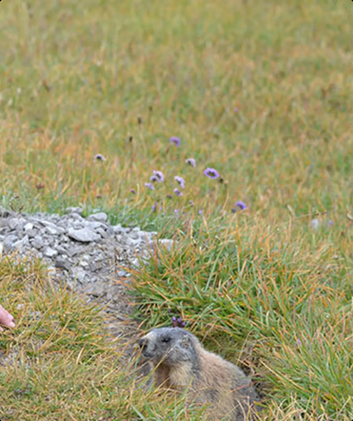 Mann streckt Hand nach einem Murmeltier aus, das 1m entfernt sitzt und neugierig schaut | © DAV/ Sektion Hohenstaufen Göppingen