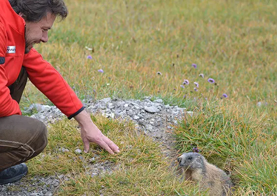 Mann streckt Hand nach einem Murmeltier aus, das 1m entfernt sitzt und neugierig schaut | © DAV/ Sektion Hohenstaufen Göppingen
