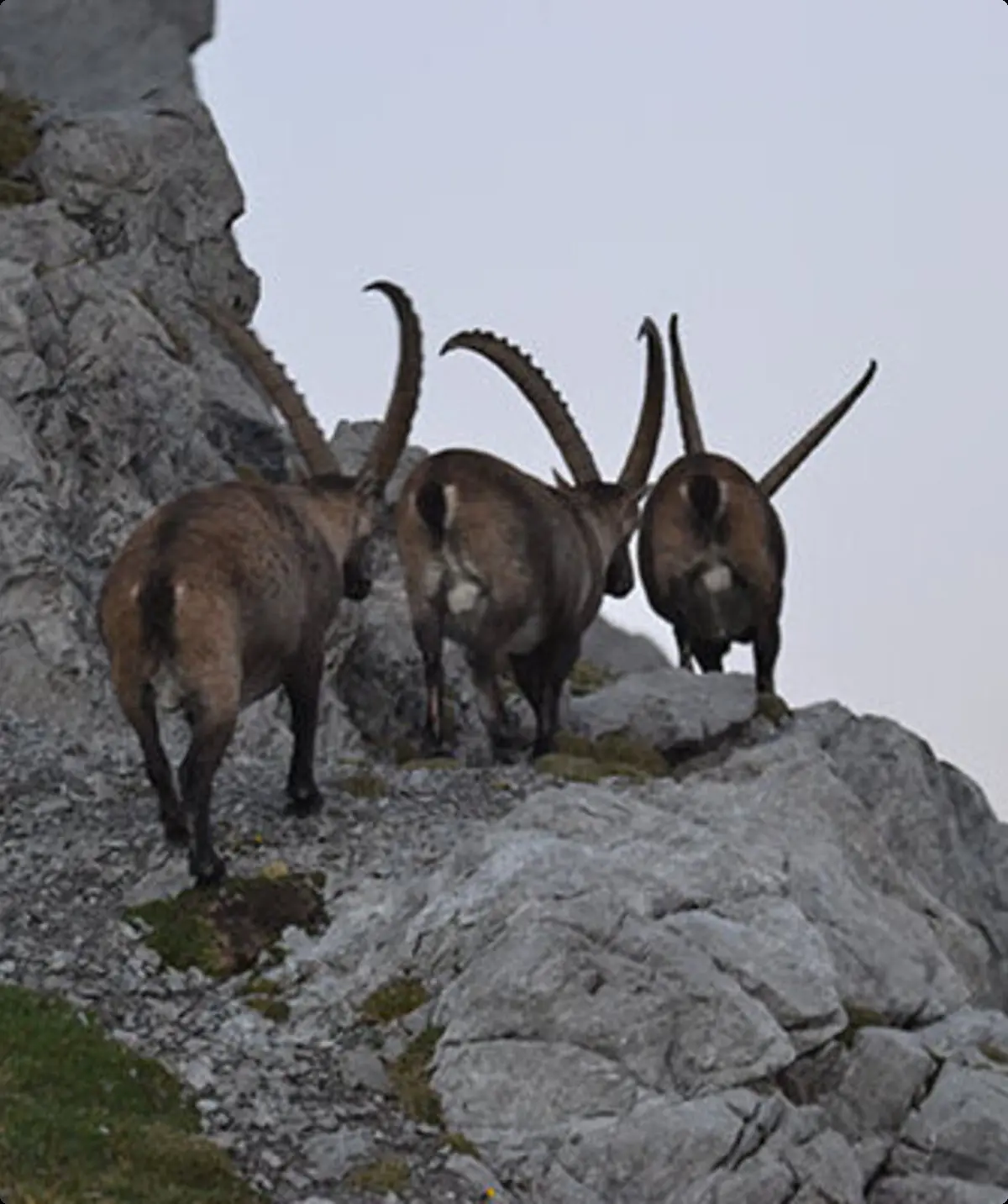 Drei Steinböcke auf einem Fels | © DAV/ Sektion Hohenstaufen Göppingen