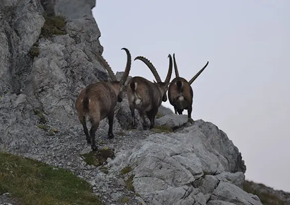 Drei Steinböcke auf einem Fels | © DAV/ Sektion Hohenstaufen Göppingen
