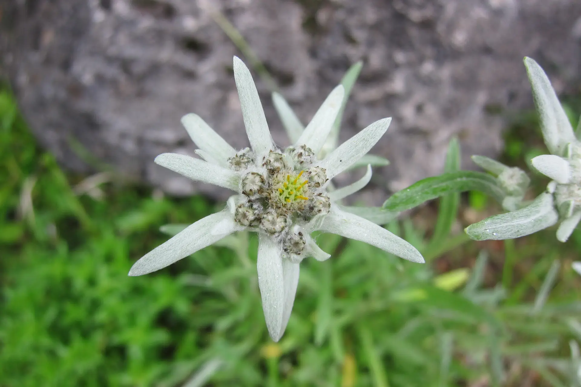 Blüte einer Edelweiß Blume | © DAV Archiv