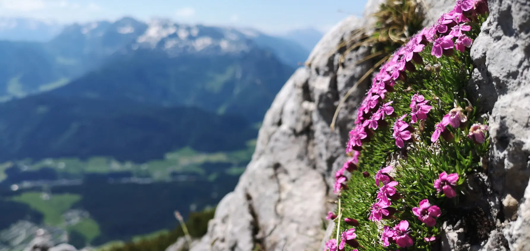 Rosa blühende Staudenpflanze am Fels, im Hintergrund Bergpanorama | © K. Klaus