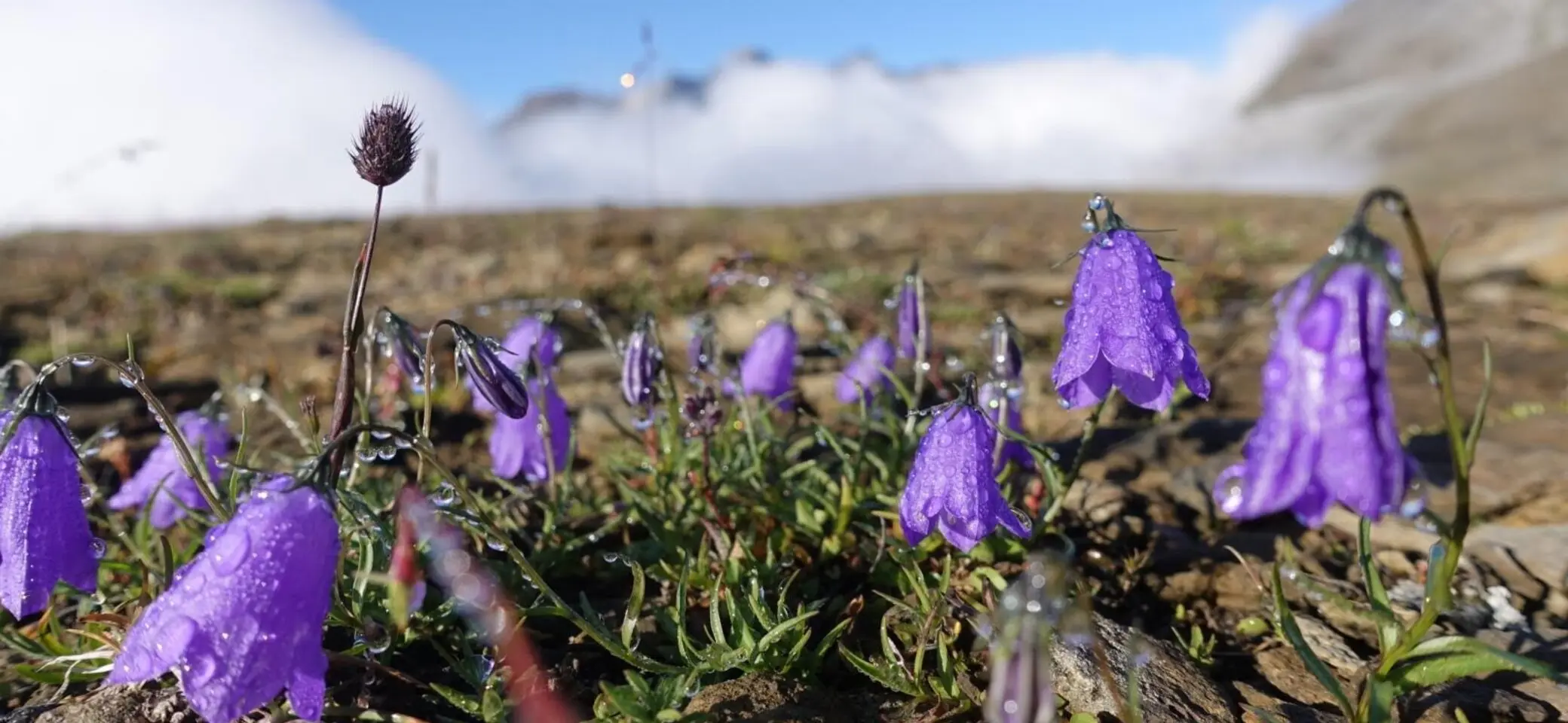 Lila Glockenblumen wachsen auf felsigem Berguntergrund. Die Blütern sind von Wassertropfen benetzt, vom Regen oder Morgentau. | © Pete Parker Photography